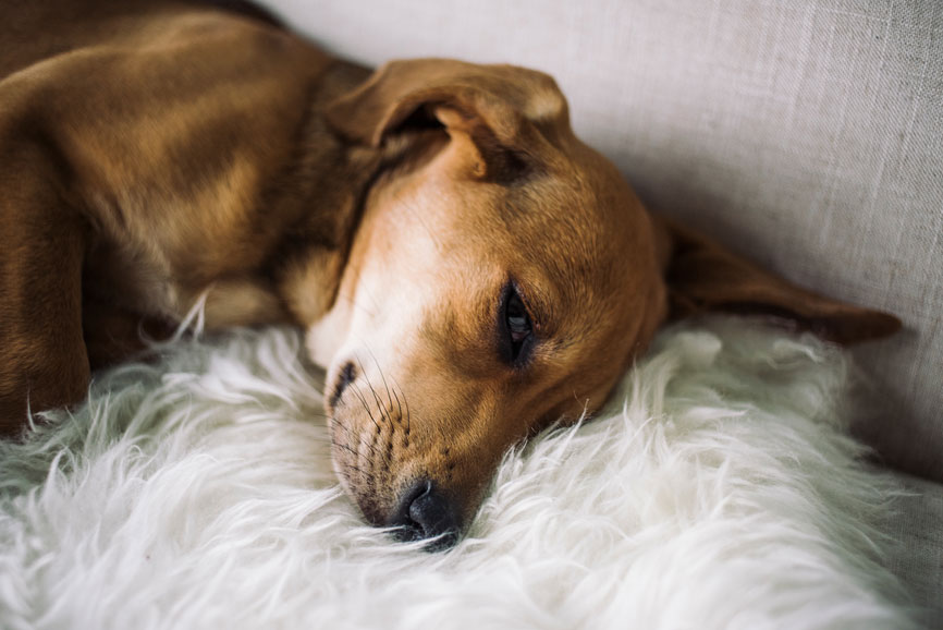 Pet friendly apartment with dog sleeping on a pillow
